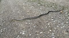 Zamenis longissimus