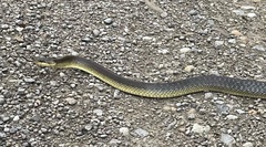 Zamenis longissimus