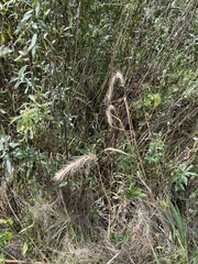 Elymus riparius
