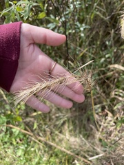 Elymus riparius