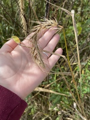 Elymus riparius