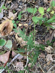Gleditsia triacanthos