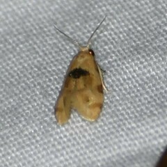 Spinipogon harmozones