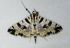 Conchylodes salamisalis