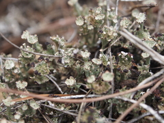 Cladonia verticillata