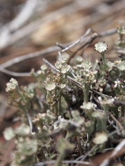 Cladonia verticillata