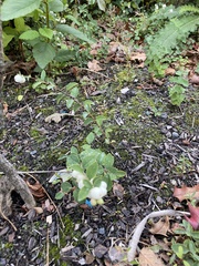 Symphoricarpos mollis