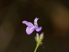 Poikilacanthus tweedieanus