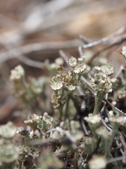 Cladonia verticillata