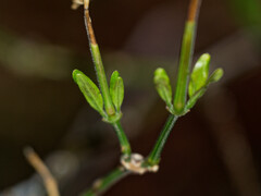 Poikilacanthus tweedieanus