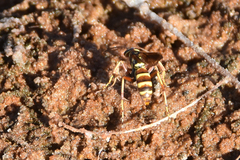 Poecilopompilus interruptus