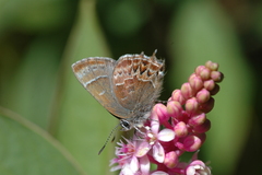Callophrys guatemalena