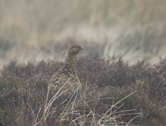 Lagopus lagopus scotica