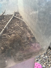 Trimerotropis pallidipennis