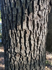Quercus stellata