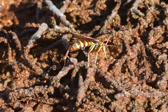 Poecilopompilus interruptus