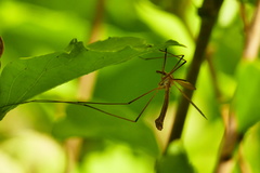 Tipula
