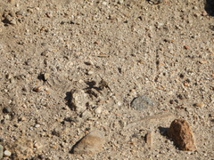 Bombyliidae