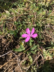 Dianthus deltoides