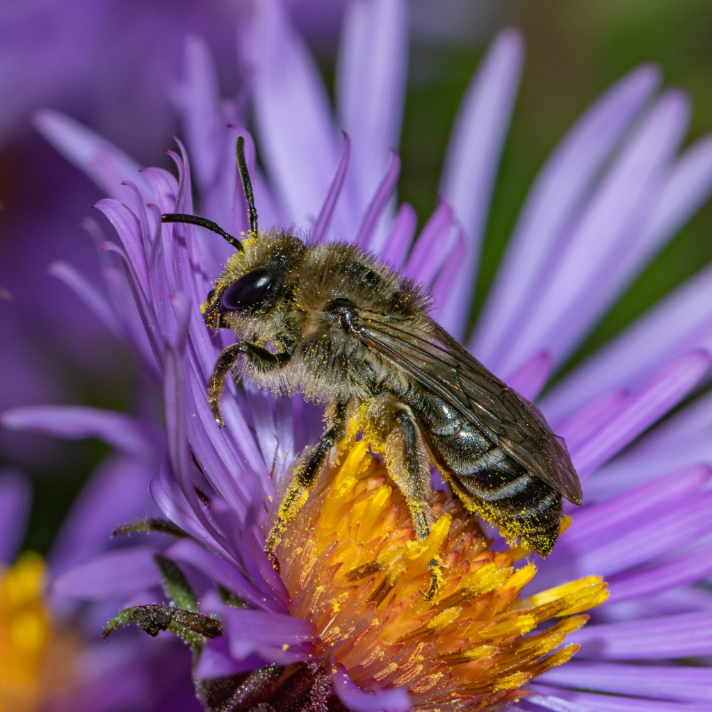 Aster Cellophane Bee