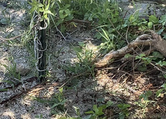 Aspidoscelis hyperythrus