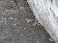 Pseudacris cadaverina