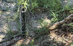 Aspidoscelis hyperythrus