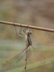 Lestes barbarus