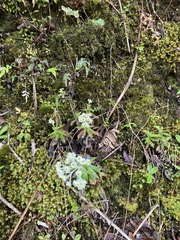 Anaphalioides trinervis