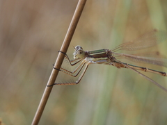 Lestes barbarus