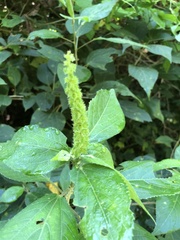 Acalypha ostryifolia