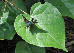 Urbanus proteus proteus