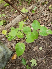 Betula cordifolia