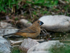 Cyanoloxia brissonii