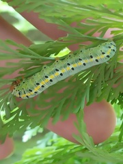 Argyrosticta decumana