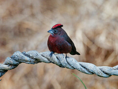 Coryphospingus cucullatus
