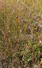 Juncus effusus