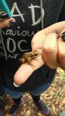 Pristimantis permixtus