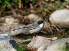 Microspingus melanoleucus