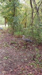 Ardea herodias