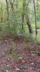 Ardea herodias
