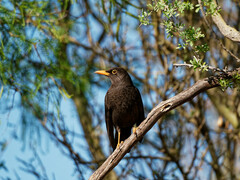 Turdus chiguanco