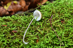 Mycena galopus