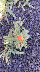 Sphaeralcea hastulata