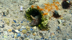 Parablennius tentacularis