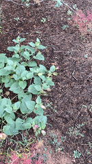 Mirabilis multiflora
