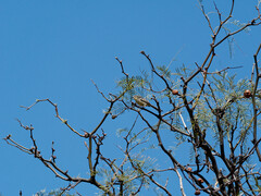 Stigmatura budytoides