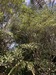 Elaeocarpus dentatus