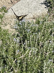 Papilio polyxenes rudkini