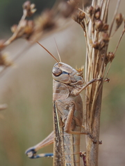 Eyprepocnemis plorans